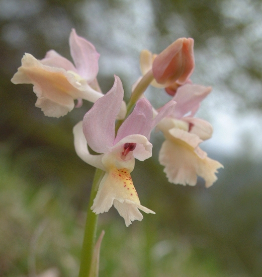 Orchis x colemanii (ibrido: Or. mascula x Or. pauciflora)